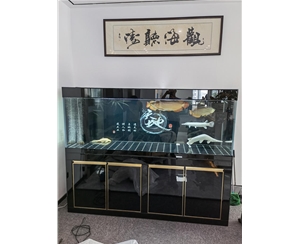 杭州龙鱼缸